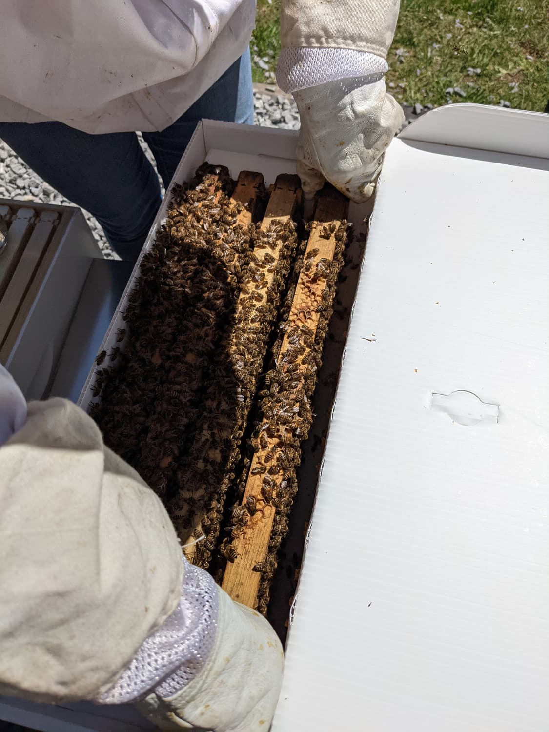 A bee nuc with frames, bees, and a small working colony
