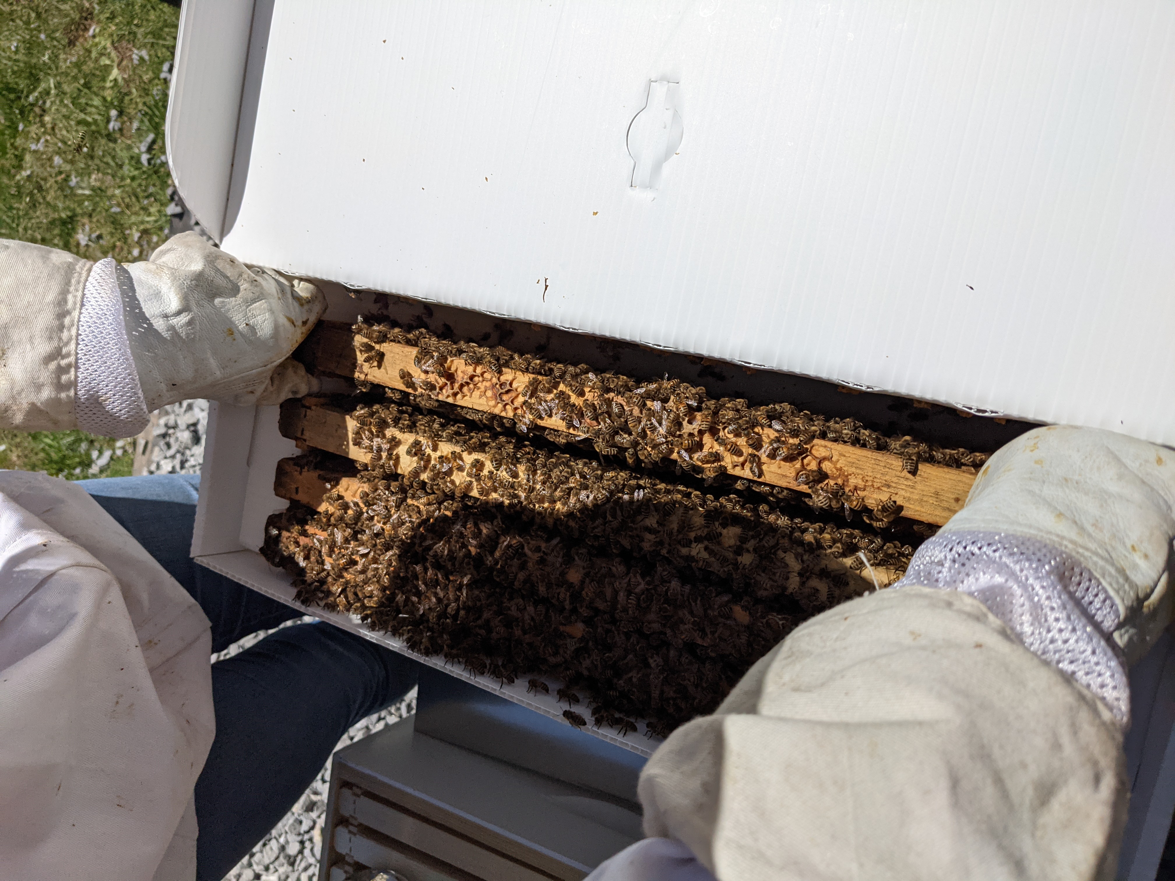 A bee nuc with frames, bees, and a small working colony